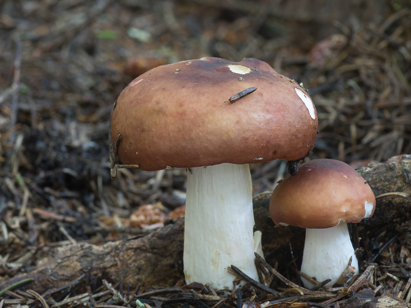 Russula favrei